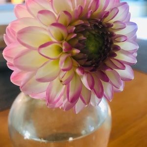 Meet your Posher, Alexi